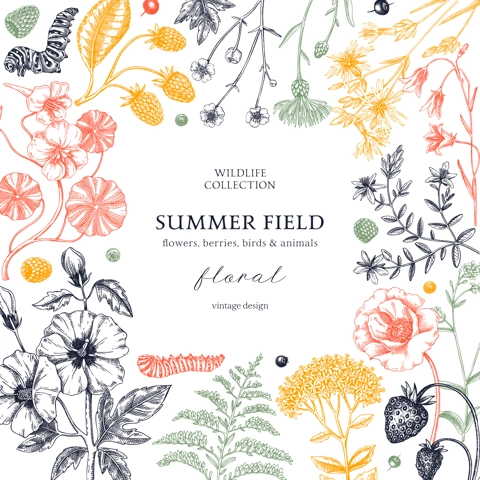 Summer background in color. Floral frame design in sketch style. Botanical drawings of wildflowers, herbs, meadows, berries. Vintage field of flowers hand-drawn illustrations for wedding invitation.